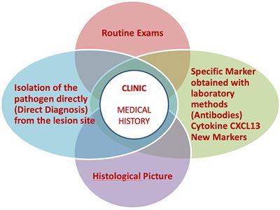 A Practical Approach to the Diagnosis of Lyme Borreliosis: From Clinical Heterogeneity to Laboratory Methods